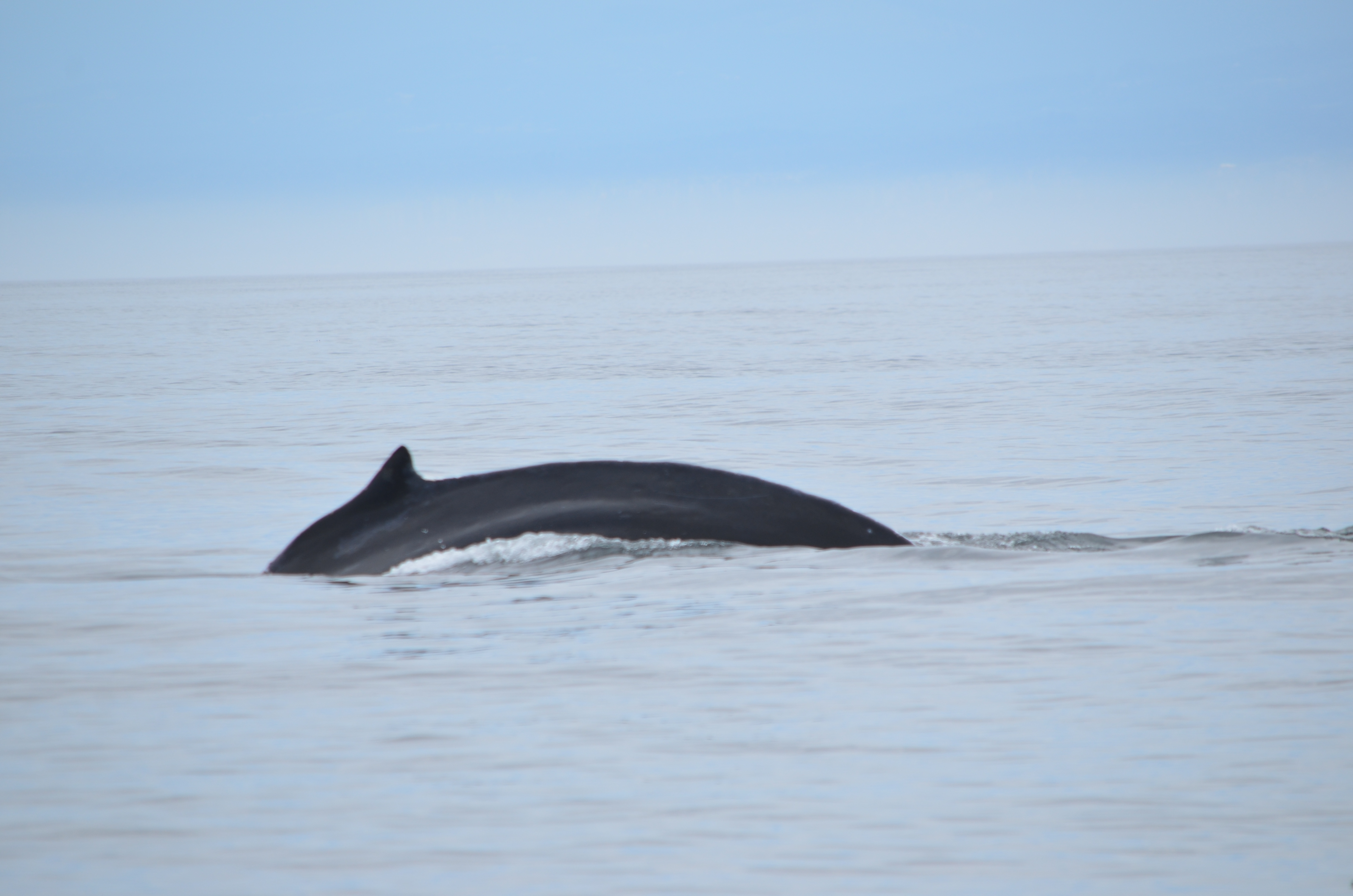 photos/wildlife/Mammal_Species/Humpback Whale/DSC_0117.JPG